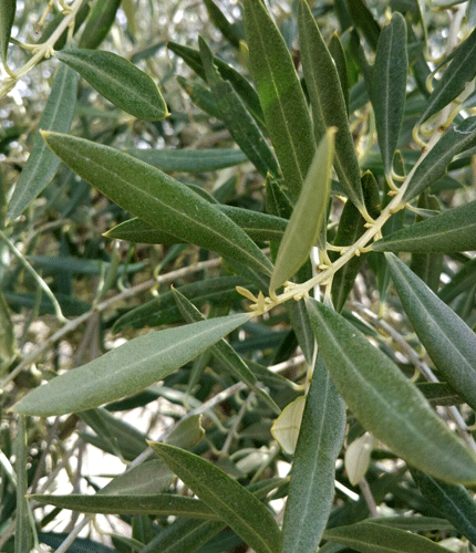 Olea europea
 	15% d&rsquo;hydroxytyrosol ; 0,5% de flavono&iuml;des