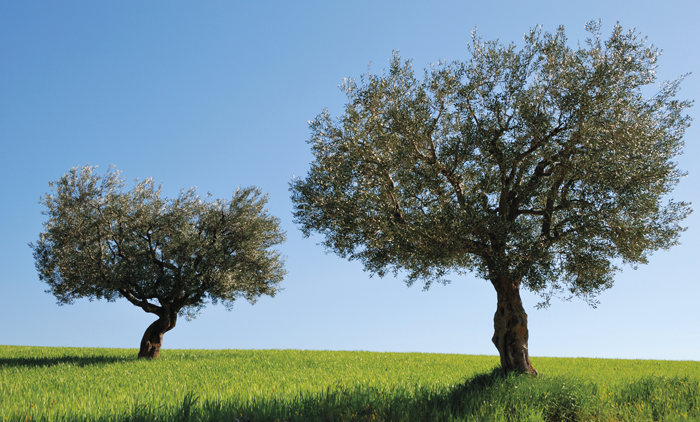 Olivos_422X700
