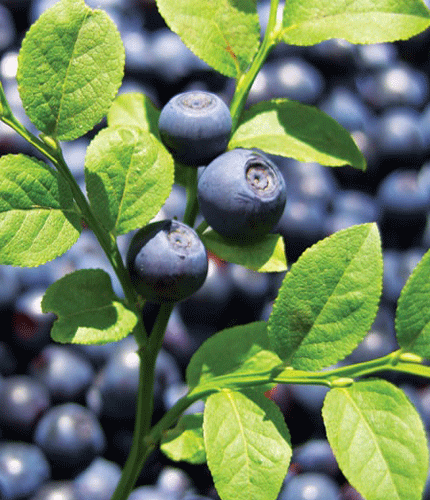 Vaccinium Myrtillus
 	25% d&rsquo;anthocyanosides (anthocyanes)
