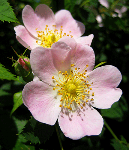 Rosa canina
 	8% de polyph&eacute;nols