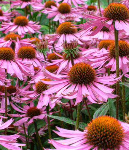 Equinacea purpurea
 	3% d&rsquo;acide chicorique ; 2,4% de fructofuranosides