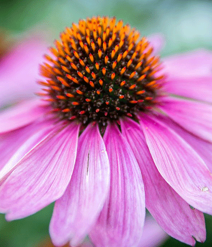 Equinacea purpurea
 	2% d&rsquo;acide chicorique ; 1% d&rsquo;acide kaphtalique