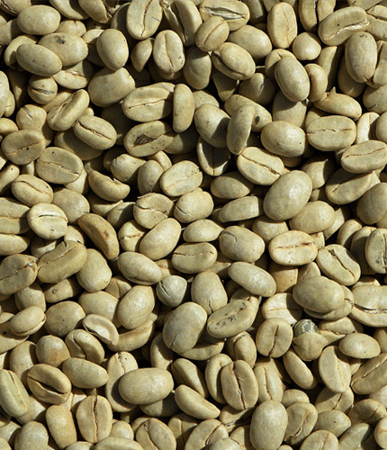 Coffea arabica
 	50% d&rsquo;acides chlorog&eacute;niques ;