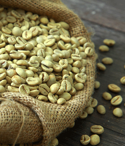 Coffea robusta
 	50% d&rsquo;acides chlorog&eacute;niques ;