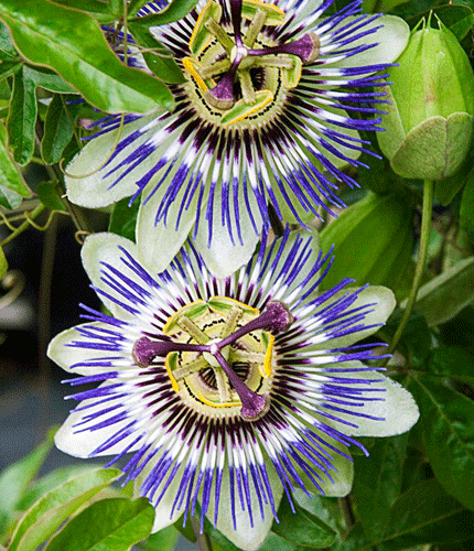 Pasiflora incarnata
 	4% de vitexine